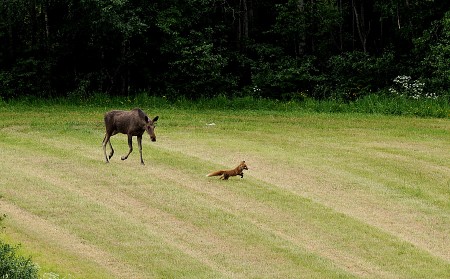 Elk and fox4    Hs  08 06 11_3549