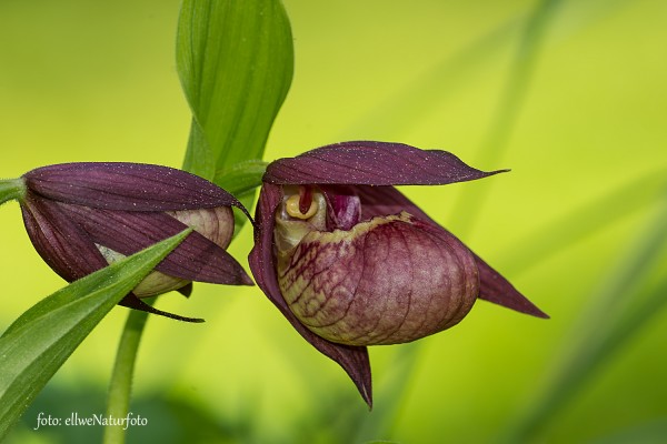 Orkide Dberg